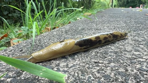 Large Banana Slug on Sidewalk Stock Footage 341682605