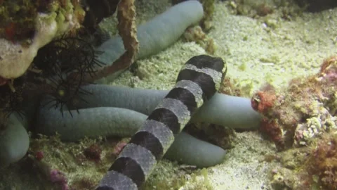 Large banded sea krait scanning coral reef for prey, gliding over sandy Stock Footage 162403239