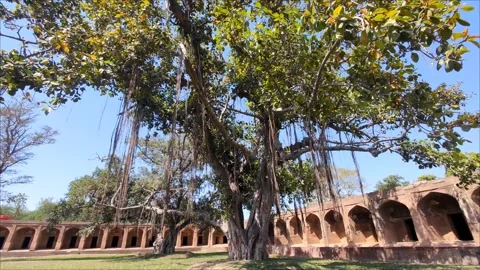 A Large Banyan Or Bohar Tree In Shahdara Garden, Punjab Stock Footage 274304989