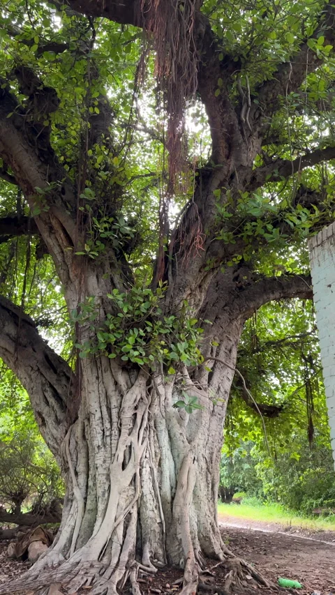 Large Banyan Tree with Aerial Roots 動画素材 337648425