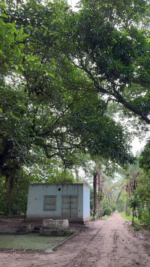 Large Banyan Tree Beside Rural Dirt Path Video stock 337738562