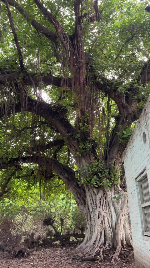 Large Banyan Tree Beside White Brick Building Видео 337795032