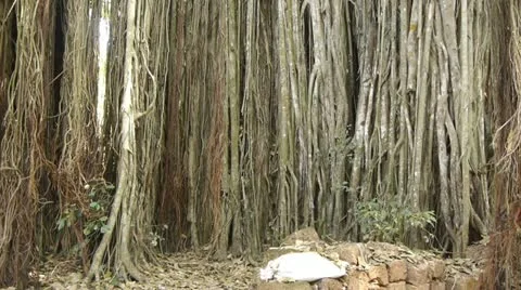 Large banyan tree Stock Footage 22224869