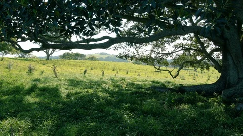 Large banyan tree in grass hills 1 Stock Footage 86455217