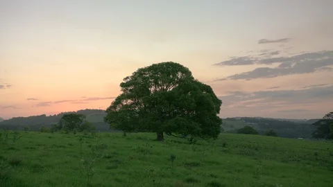 Large banyan tree in grass hills 3 Stock Footage 86458793