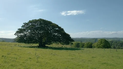 Large banyan tree in grass hills 4 Stock Footage