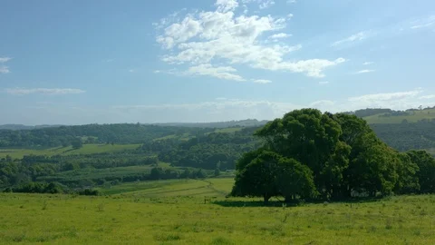 Large banyan tree in grass hills 5 Stock Footage 86460017