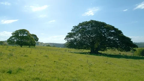 Large banyan tree in grass hills 6 Stock Footage 86460055