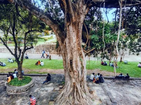 A large banyan tree in the grounds of Shaniwar Wada 写真素材