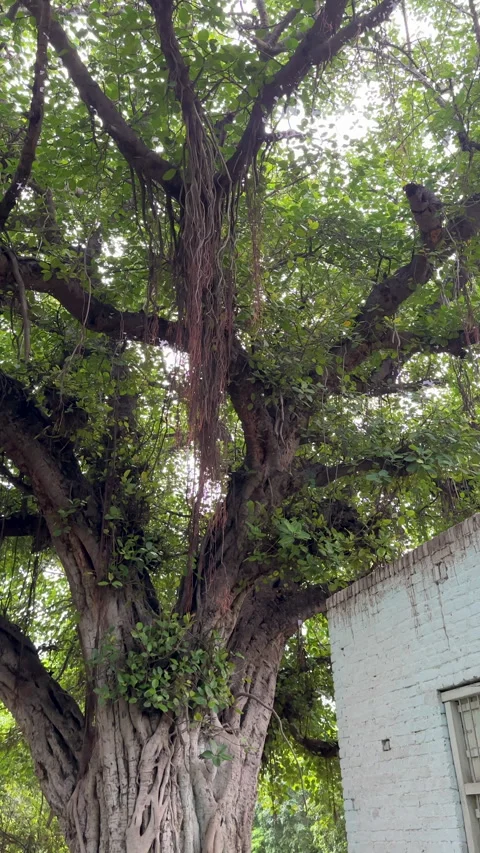 Large Banyan Tree with Hanging Roots 스톡 동영상 342557933