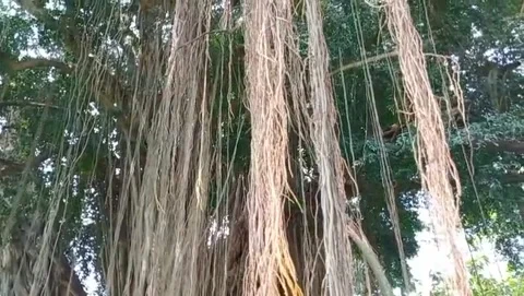 A large banyan tree with long hanging roots. Stock Footage 322961163