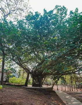 Large-banyan-tree-nature-Vertical Foto stock