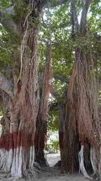 Large banyan tree with painted trunk and aerial roots Foto stock