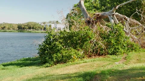 Large banyan tree pan  early morning sunshine and shade Crescent Lake Park St. P Stock Footage 290283214