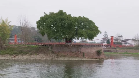 A large banyan tree on the riverbank.A river flows under the big banyan tree. 動画素材 328146204