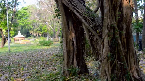 Large Banyan tree trunk in a Garden park in a natural rural area back lit by  Stock Footage 127815180