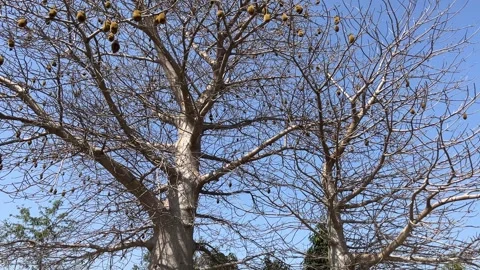 Large Baobab tree branches with hanging fruits against a clear blue sky Stockbeeldmateriaal 328505990