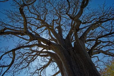 Large Baobab tree close up Stock-Fotos