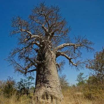 Large Baobab tree Stock Photos