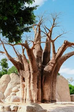 Large Baobab Tree With Thick Bare Branches Foto stock
