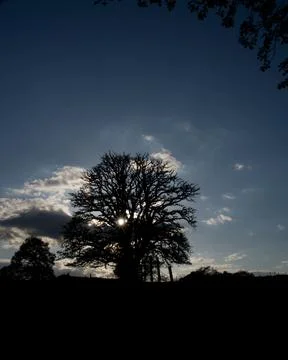 A large bare branched oak tree seen in silhouette at dusk with a dramatic sky Stock Photos