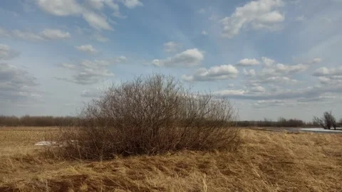 Large bare bush in dry field under cloudy blue sky Stock Footage 333040824