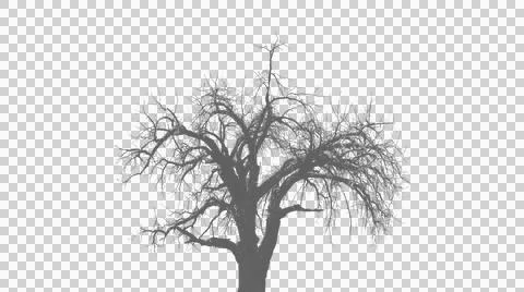 Large bare deciduous tree isolated on transparent background Stock Illustration