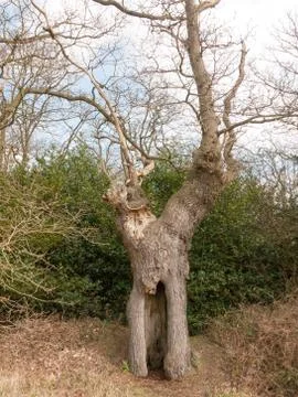 Large bare oak tree hollow branches canopy close up detail Stock Photos