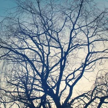 Large bare tree branches silhouette Stock Photos