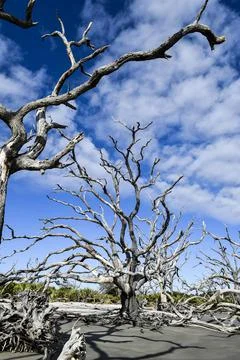 Large bare tree Stock Photos