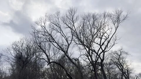 Large Bare Tree Silhouette Under Storm Clouds Видео 344807535