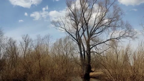 Large bare tree standing in spring field under cloudy sky Stock Footage 333040843