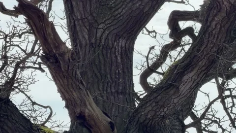 Large bare tree trunk and branches panning Stock Footage 331252505