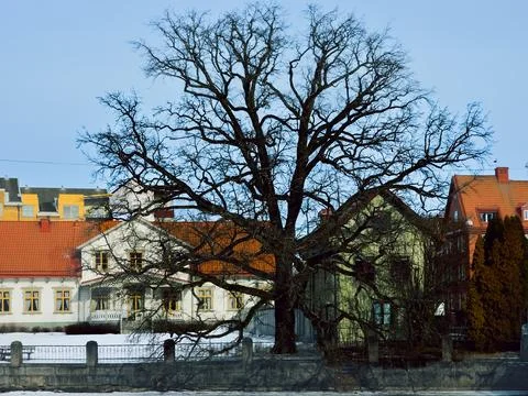Large Bare Tree in Winter in Orebro, Sweden Stock Photos