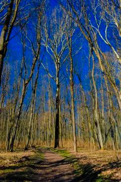 Large bare trees against the blue sky. Foto stock