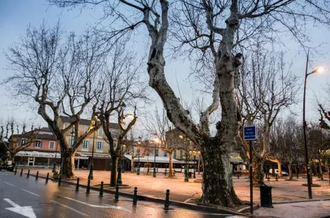 Large bare trees. 库存照片