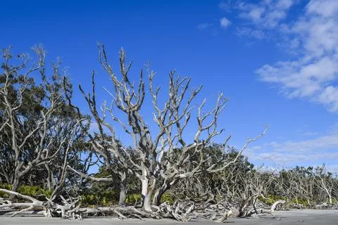 Large bare trees Stock Photos