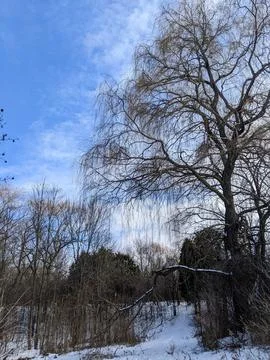 Large Bare Weeping Willow Tree by Snow Covered Trail under Blue Sky in Winter Stock Photos