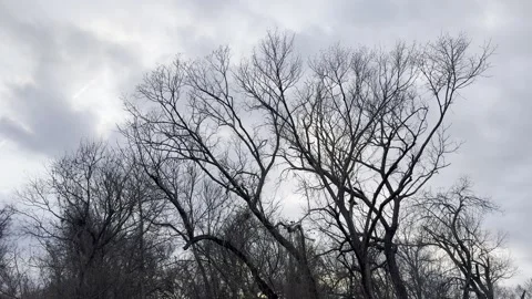 Large Bare Winter Tree Under Stormy Sky Stock Footage 344807508