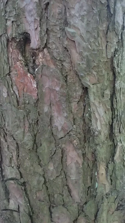 Large bark for tracking or titles Stock Footage 276568682