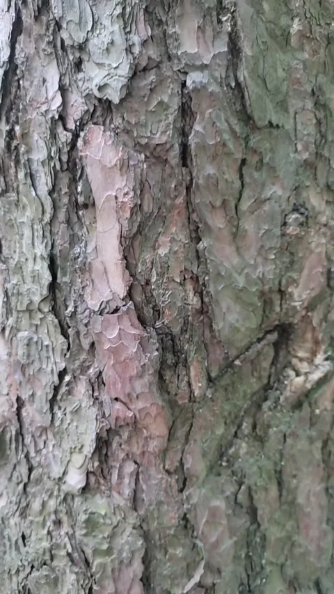 Large bark for tracking or titles Video stock 276568809