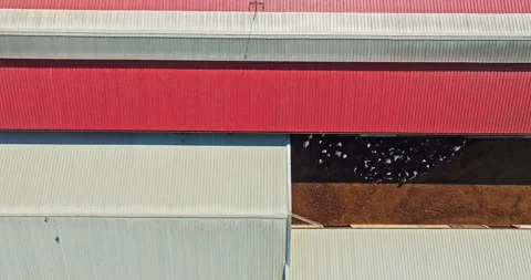 Large Barn Constructions Symmetry Top Down Aerial View Cows Birds Sunny Day Stock-Footage 300491709