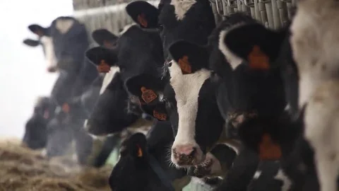 Large barn with cows Stock Footage 69185634