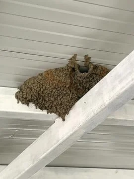 Large Barn Swallow Mud Nest Under Metal Roof Stock Photos