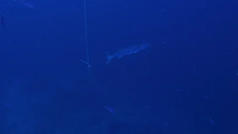 Large barracuda hanging out in deep blue water Video stock 120760368