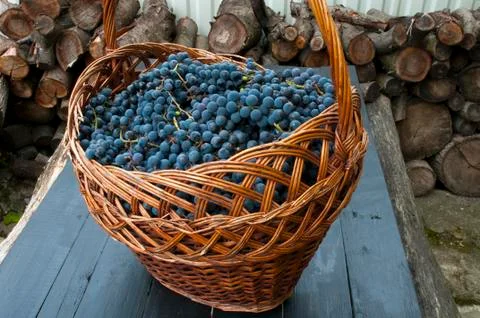 Large basket with ripe blue grapes Stock Photos
