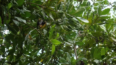 A large bat moves in the canopy of the rainforest Stock Footage 232046515
