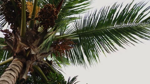 Large bat sits on a palm tree Stock Footage 244036019