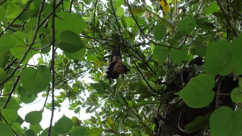 Large bat in the tropical jungles Stock Footage 231918819