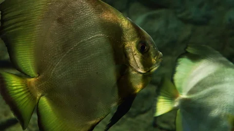 Large Batfish with Reflective Silver-Gold Scales Stock-Footage 318747984